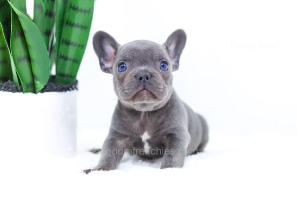 Image of Elon, a French Bulldog puppy