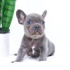 Image of Elon, a French Bulldog puppy