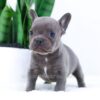 Image of Elsa, a French Bulldog puppy