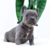 Image of Elsa, a French Bulldog puppy