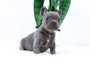 Image of Elsa, a French Bulldog puppy