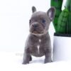 Image of Elsa, a French Bulldog puppy