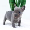 Image of Elsa, a French Bulldog puppy