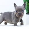 Image of Elsa, a French Bulldog puppy