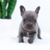 Image of Elsa, a French Bulldog puppy