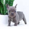 Image of Elsa, a French Bulldog puppy