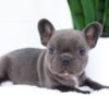 Image of Ember, a French Bulldog puppy