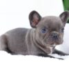 Image of Ember, a French Bulldog puppy