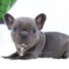 Image of Ember, a French Bulldog puppy