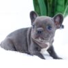 Image of Ember, a French Bulldog puppy