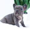 Image of Ember, a French Bulldog puppy