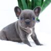 Image of Ember, a French Bulldog puppy