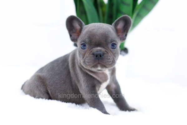 Image of Ember, a French Bulldog puppy