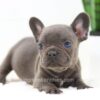 Image of Falcon, a French Bulldog puppy