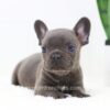 Image of Falcon, a French Bulldog puppy