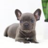 Image of Falcon, a French Bulldog puppy