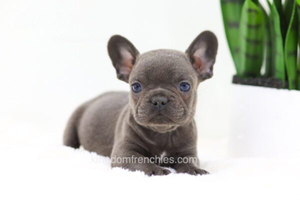 Image of Falcon, a French Bulldog puppy