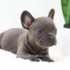 Image of Falcon, a French Bulldog puppy