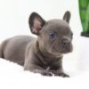 Image of Falcon, a French Bulldog puppy