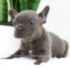 Image of Falcon, a French Bulldog puppy