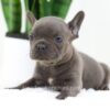 Image of Falcon, a French Bulldog puppy