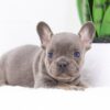 Image of Fawn, a French Bulldog puppy