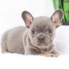 Image of Fawn, a French Bulldog puppy