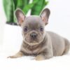 Image of Fawn, a French Bulldog puppy