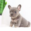 Image of Fawn, a French Bulldog puppy