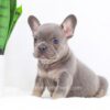 Image of Fawn, a French Bulldog puppy