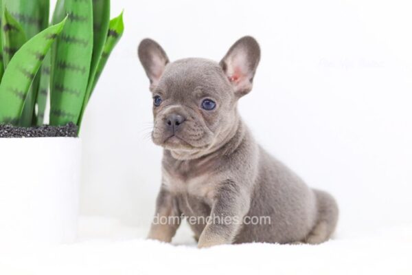 Image of Fawn, a French Bulldog puppy