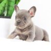 Image of Fawn, a French Bulldog puppy