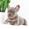 Image of Fawn, a French Bulldog puppy