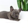 Image of Filo, a French Bulldog puppy