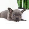 Image of Filo, a French Bulldog puppy