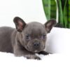 Image of Filo, a French Bulldog puppy