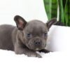 Image of Filo, a French Bulldog puppy