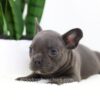 Image of Filo, a French Bulldog puppy