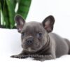 Image of Filo, a French Bulldog puppy