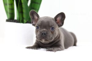 Image of Filo, a French Bulldog puppy