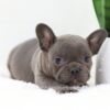 Image of Finn, a French Bulldog puppy