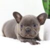 Image of Finn, a French Bulldog puppy