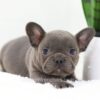 Image of Finn, a French Bulldog puppy