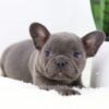 Image of Finn, a French Bulldog puppy