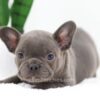 Image of Finn, a French Bulldog puppy