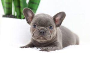 Image of Finn, a French Bulldog puppy