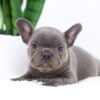 Image of Finn, a French Bulldog puppy