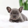 Image of Finn, a French Bulldog puppy