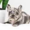 Image of Flora, a French Bulldog puppy