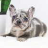 Image of Flora, a French Bulldog puppy